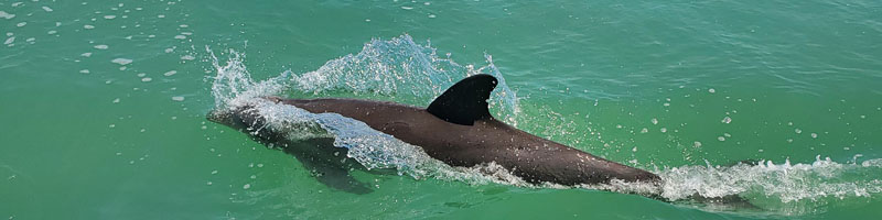 Good chance of seeing Dolphins